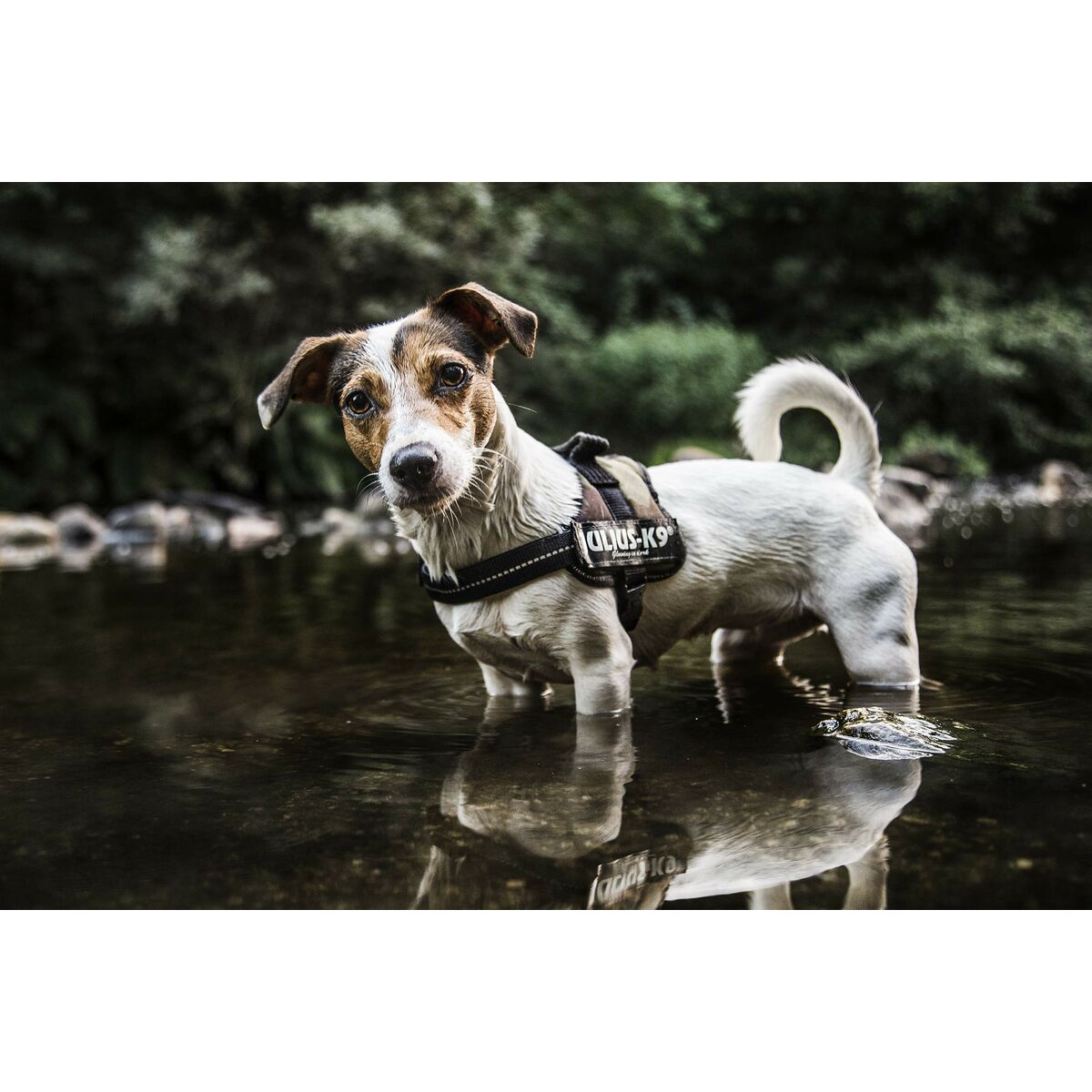 Koera rakmed Julius K9 Power XL 3